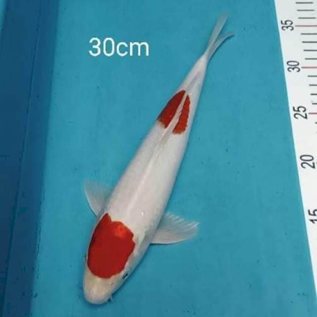 Maruthen Kohaku hikari 30cm