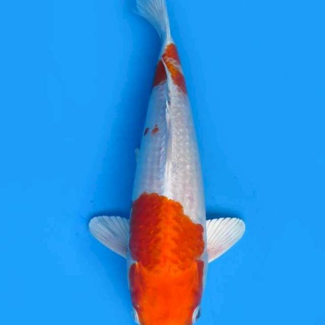 Kohaku metal 30cm