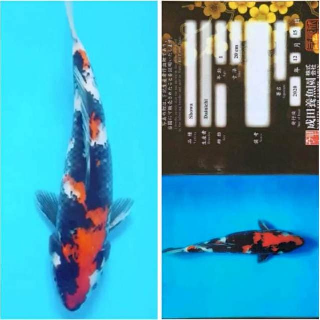 Showa Dainichi 32cm, jantan