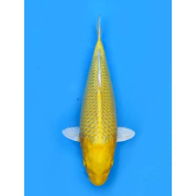 JT Ogon No Bocor - 37cm Male