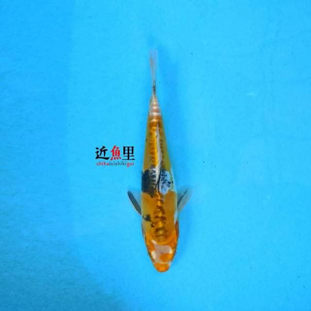 Gin Ki Showa Doitsu 21 cm