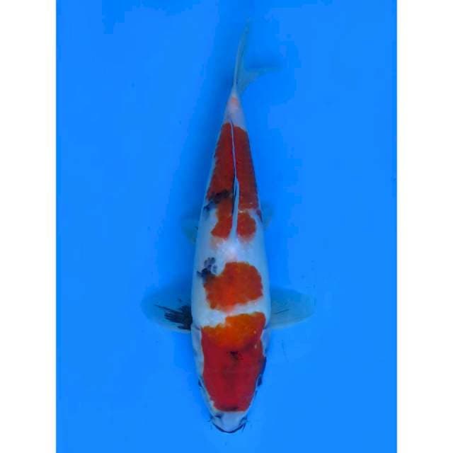 Kindai Showa - 30cm Male 