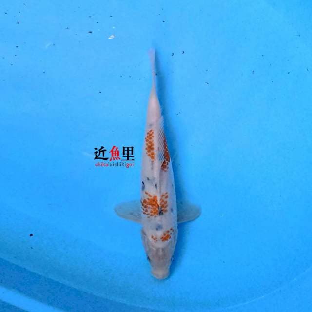 Kanoko Sanke 26 cm