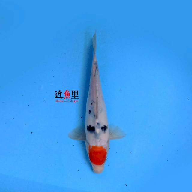 Tancho Sanke 25 cm