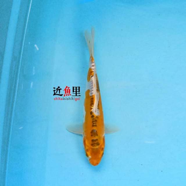 Hariwake Doitsu 26 cm
