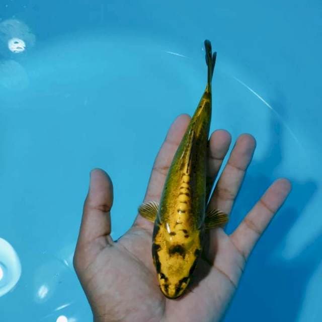 Kiko 20cm 