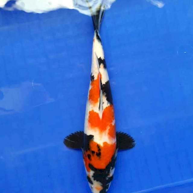 Showa 28cm /M