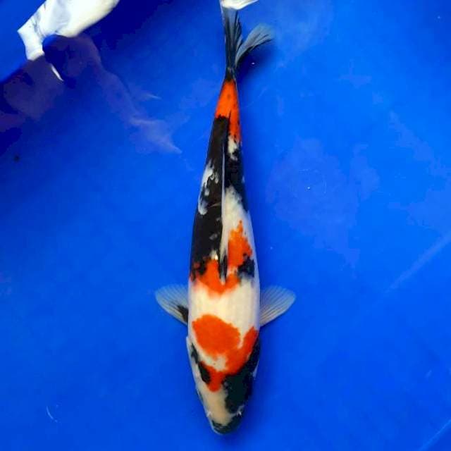 Showa 29cm /M
