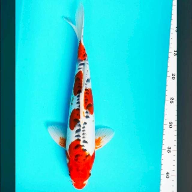 Kujaku doit strong 35cm male