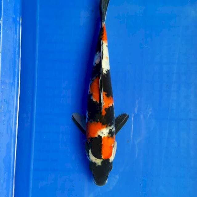 Showa 32cm /M