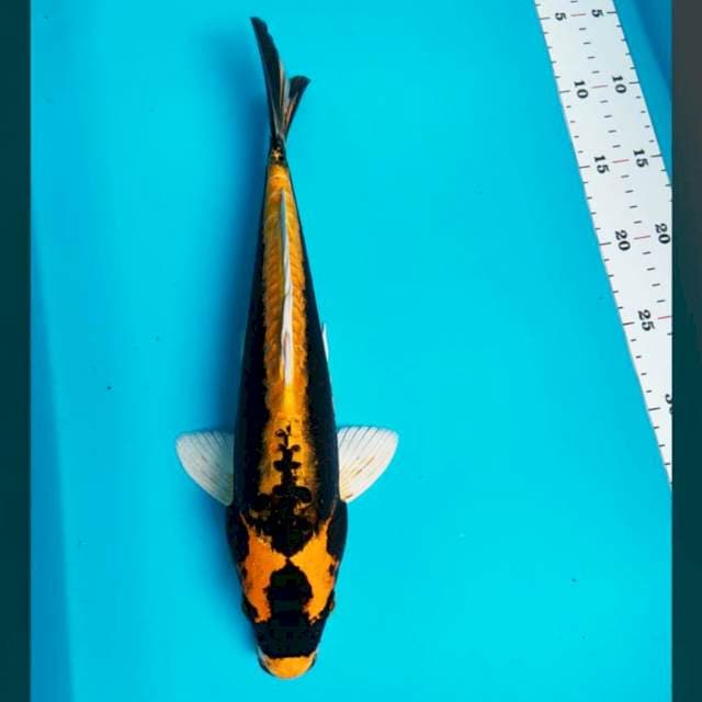 Kabuto 33cm male