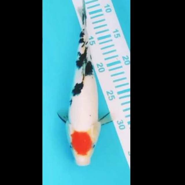 Tancho Sanke Original 27cm