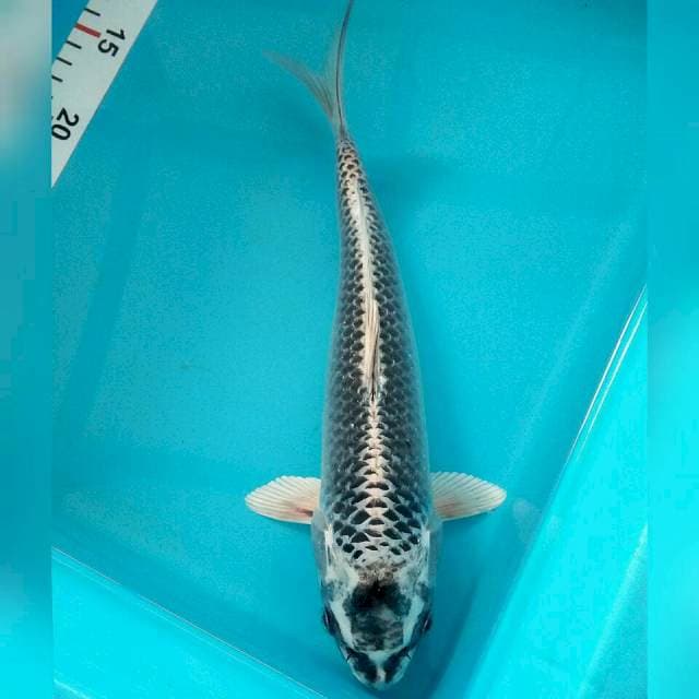 Ginmatsubha 29cm