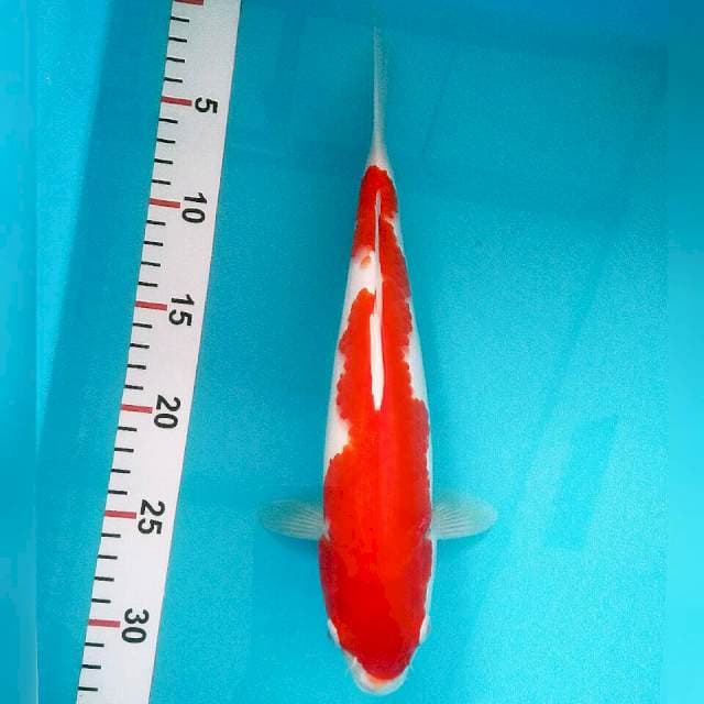 Kohaku 30cm