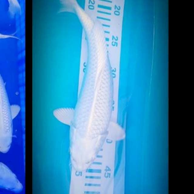 Platinum salju 28cm