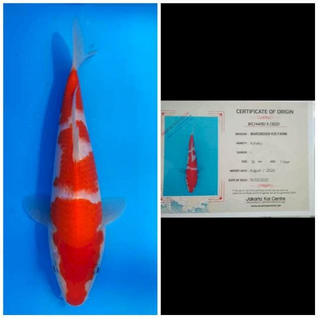Maruboshi Kohaku