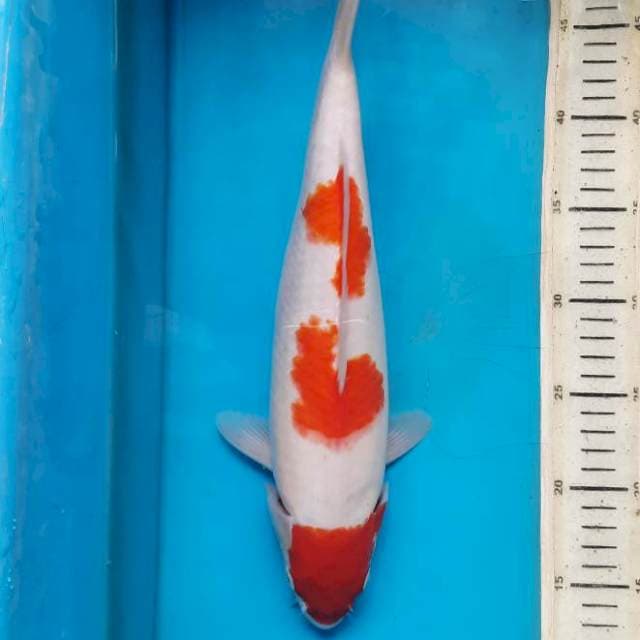 Sandan kohaku female 35cm