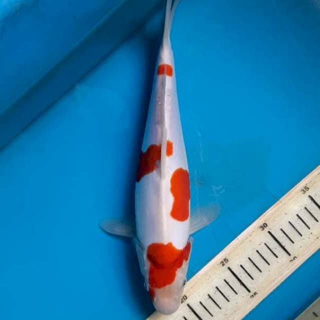Doitsu kohaku female 29cm