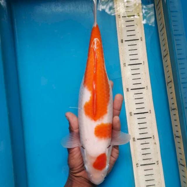 Maruten kohaku female 32cm