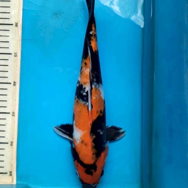 Showa female 32cm