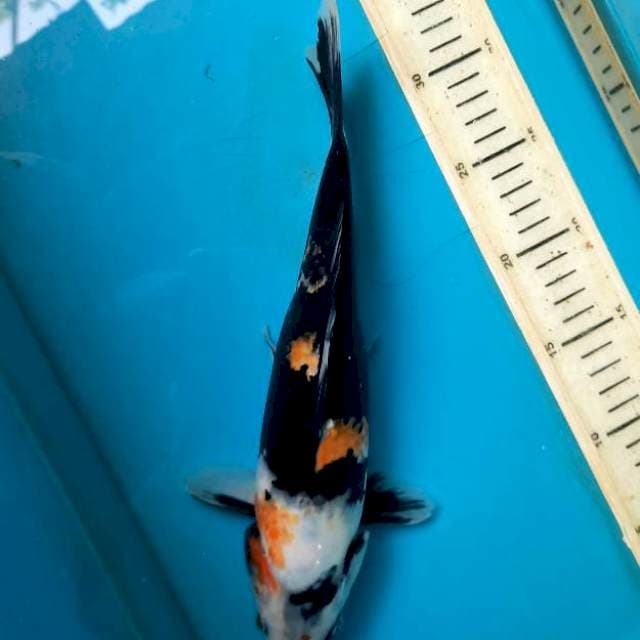 Showa female 30cm