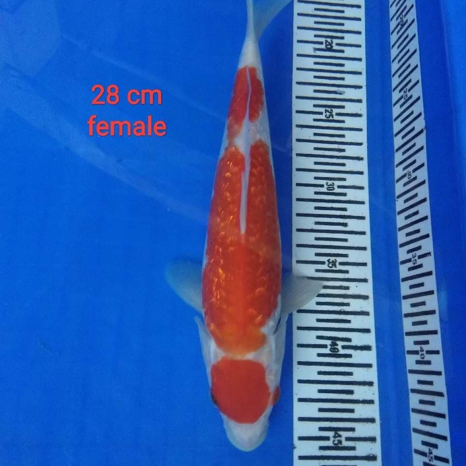 maruten kohaku ginrin