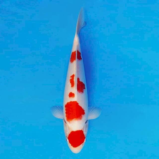 MUSASHI 6 - MARUTEN KOHAKU ®