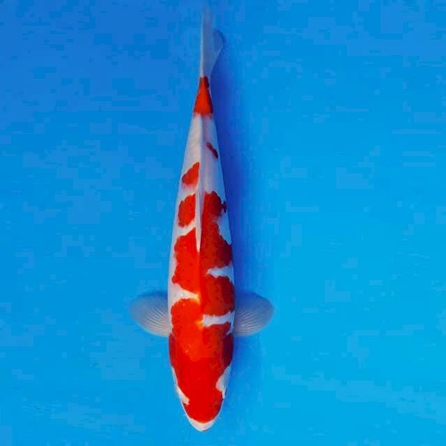 MUSASHI 12 - KOHAKU ®