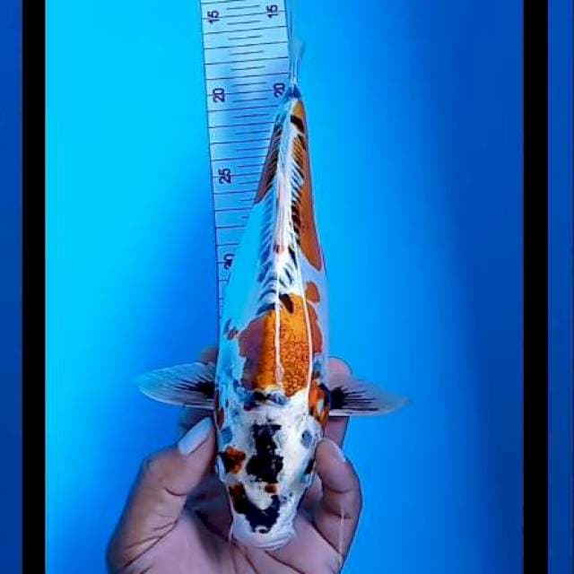 Kikoryu finis 29 cm