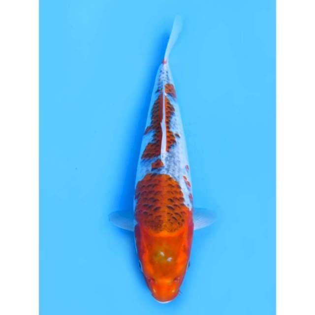 Jumbo Ghosiki - 40cm 