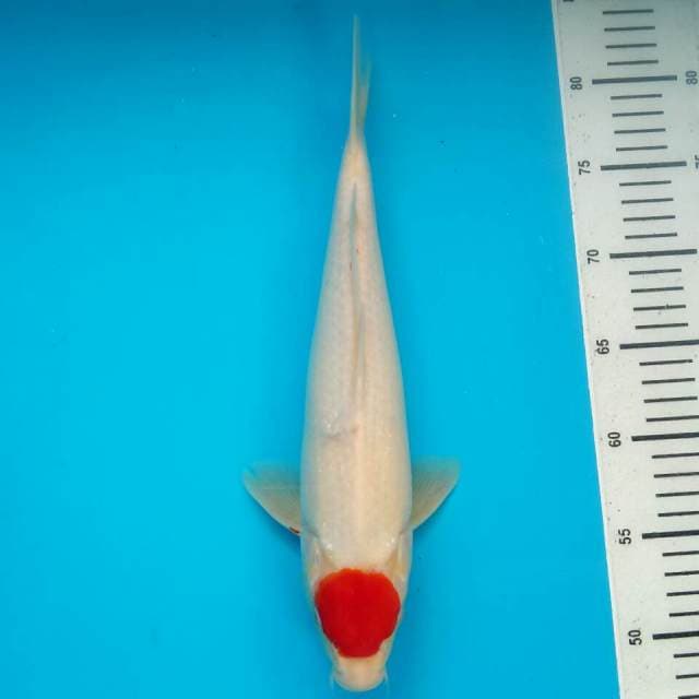 TANCHO KOHAKU HQ 33CM