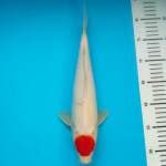 TANCHO KOHAKU HQ 33CM