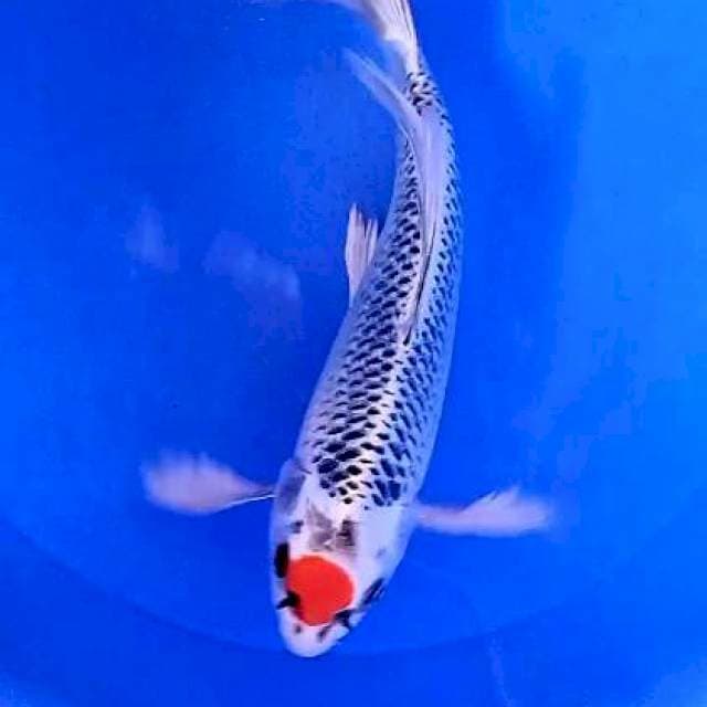 Tc kujaku 30 cm