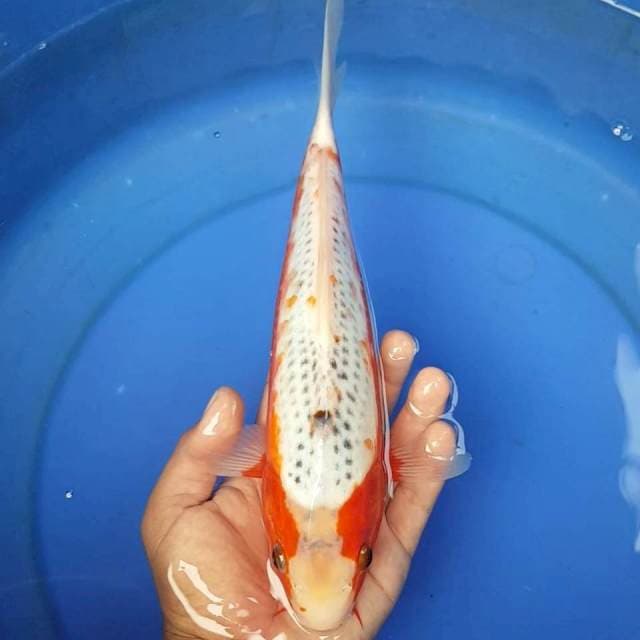 A4 ~ ASAGI 31CM