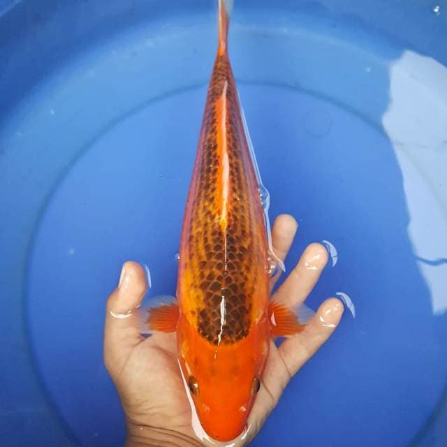 A6 ~ AKAMATSUBA 33CM