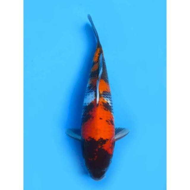 F1 Showa - 30cm