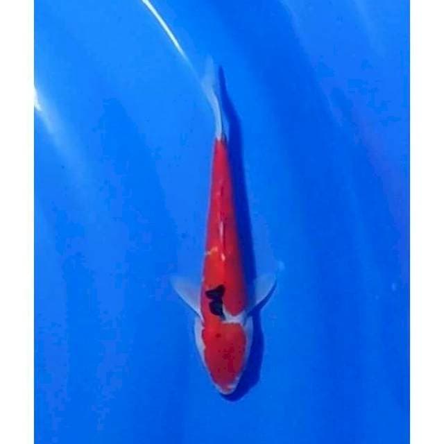 Doitsu Sanke Original 20cm (F)