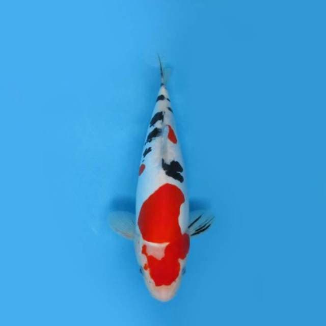 32CM - DOITSU SANKE