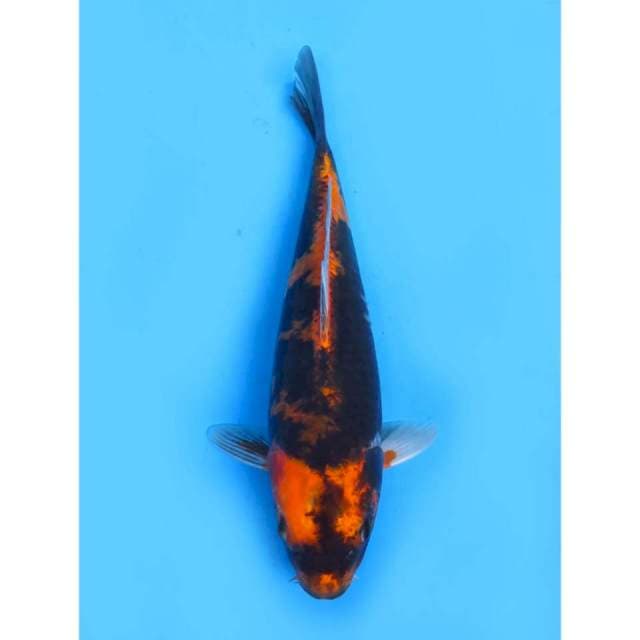Kage Hi Showa - 30cm 
