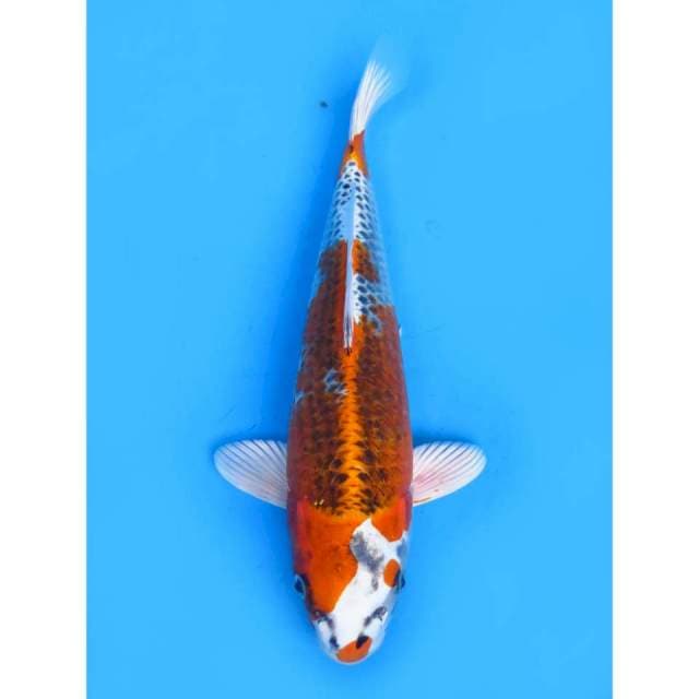 F1 Kujaku - 31cm 