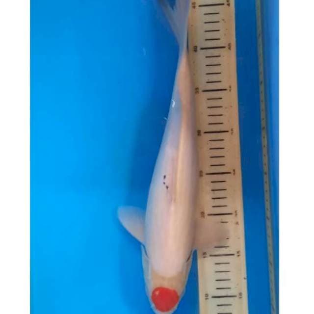 Tancho sanke 38cm 