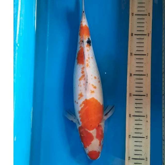 Kohaku sanke 40cm 