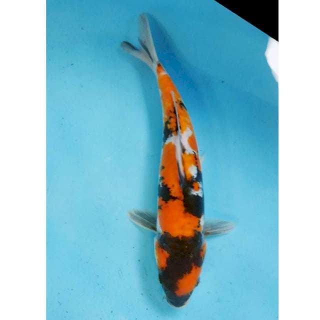 Showa doits 33cm