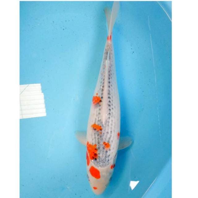Goshiki Jumbo 39cm