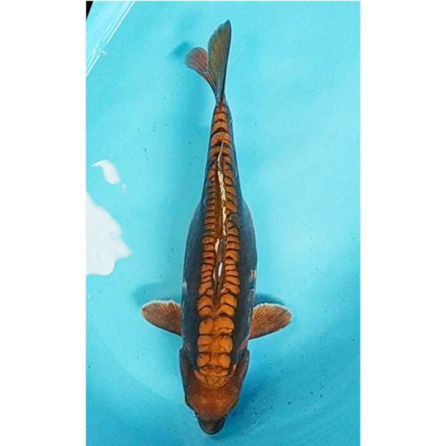 Chagoi Jumbo 42cm
