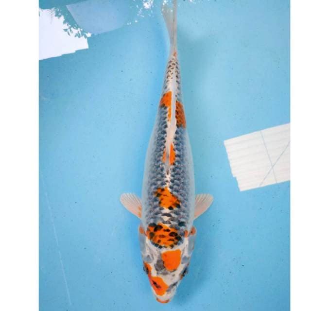 Kujaku 35cm