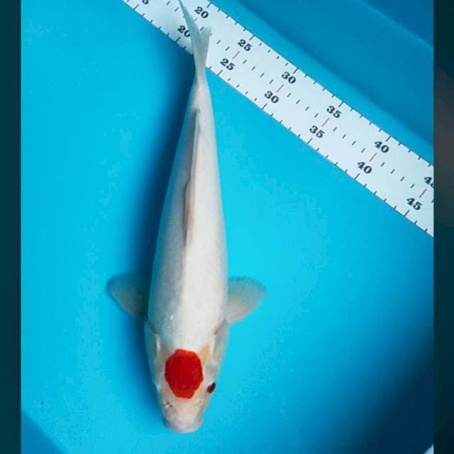 Tancho kohaku 34cm male