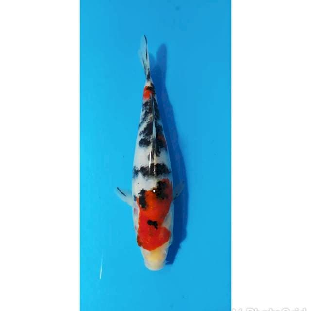 Sanke subo Sumi merah strong