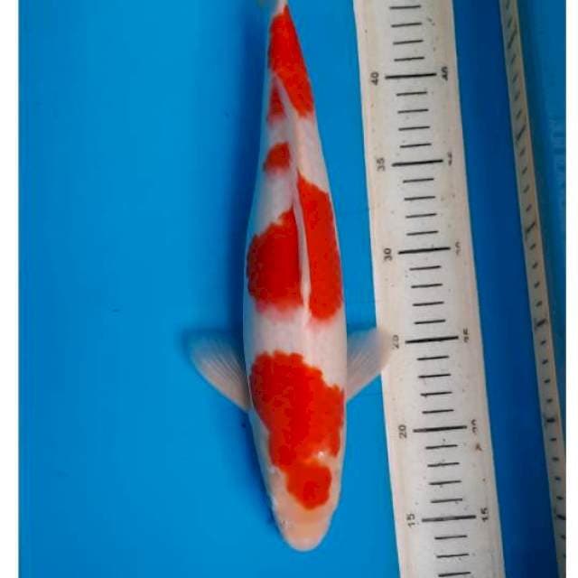 Kohaku 36cm