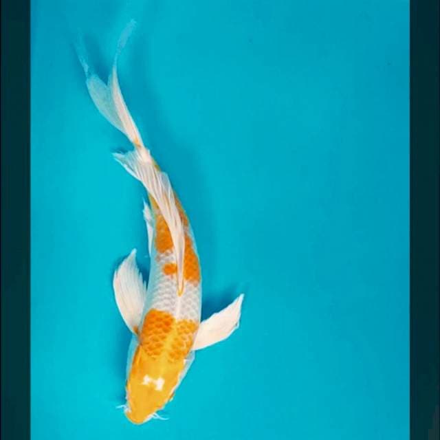 Kumpay hariwake 30cm male